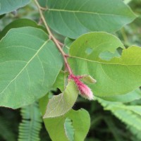 Corymbia torelliana (F.Muell.) K.D.Hill & L.A.S.Johnson